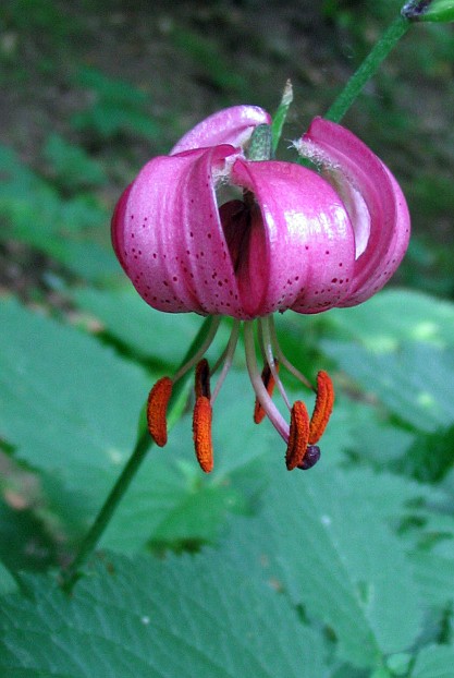 Lilium martagon / Giglio martagone